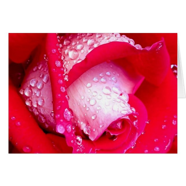 Pink Dew Kissed Rose (Front Horizontal)