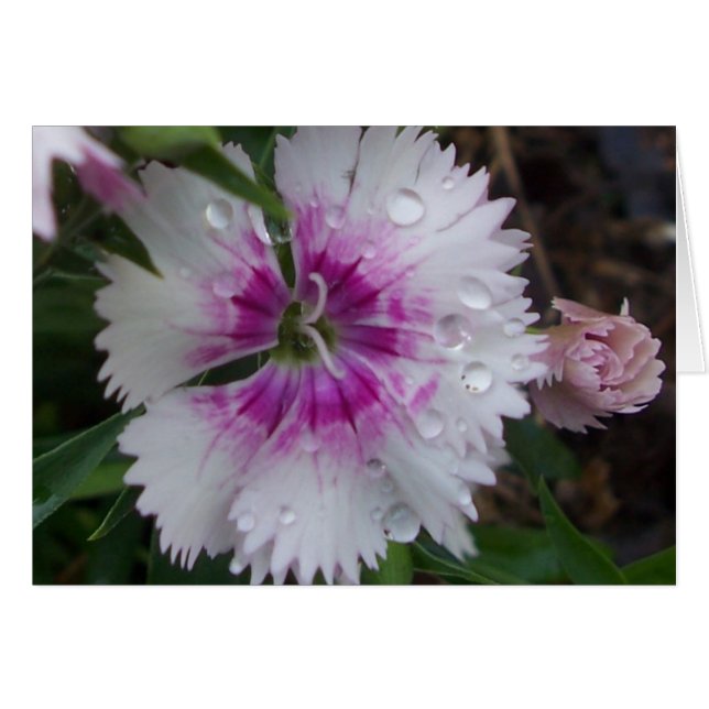 PINK DIANTHUS (Front Horizontal)