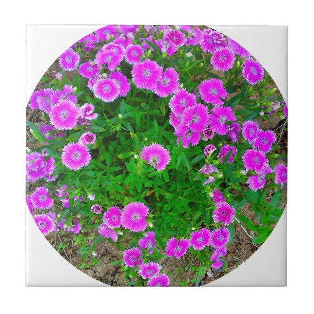 Pink Dianthus Flower Tile (Front)