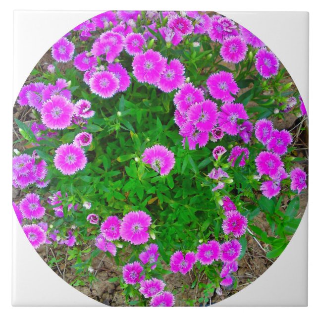 Pink Dianthus Flower Tile (Front)