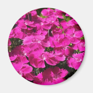 Pink Dianthus Flowers Magnet