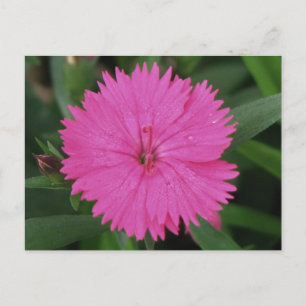 Pink Dianthus Postcard