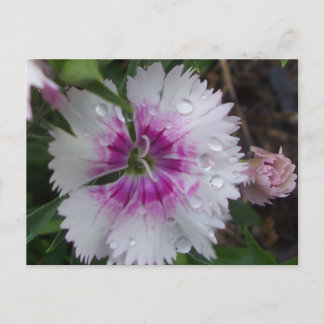 PINK DIANTHUS POSTCARD