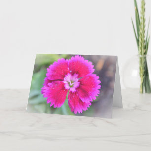 Pink Dianthus Sweet William Gertie's Garden Card