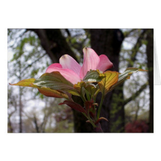 Pink dogwood
