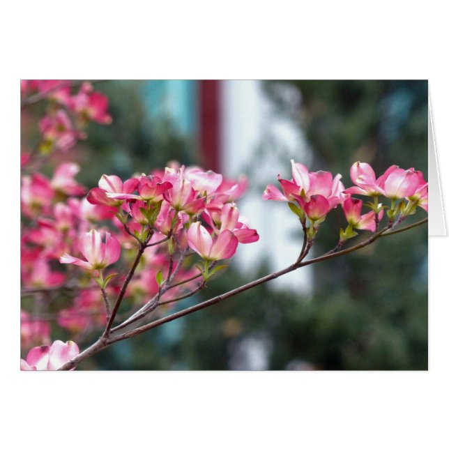 Pink Dogwood (Front Horizontal)