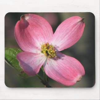 Pink  Dogwood Bloom Mouse Pad