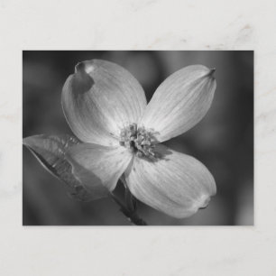 Pink Dogwood Bloom Postcard