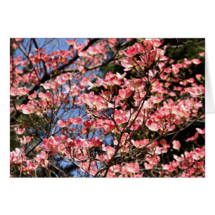 Pink Dogwood Blossoms Flower Photography Card