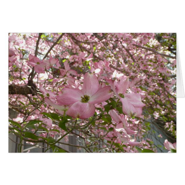 Pink Dogwood Card - Blank Card (Front Horizontal)