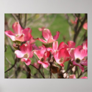 Pink Dogwood Flower Blossoms Photo Painting Poster