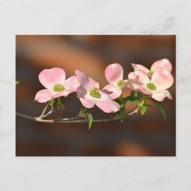 Pink Dogwood Flowers Postcard (Front)