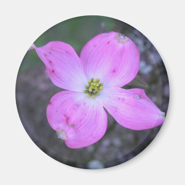 Pink Dogwood Magnet (Front)