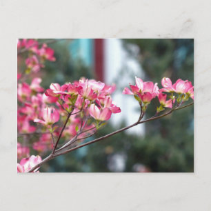 Pink Dogwood Postcard