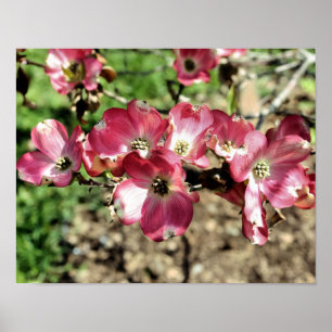 Pink Dogwood Spring Flowers Poster