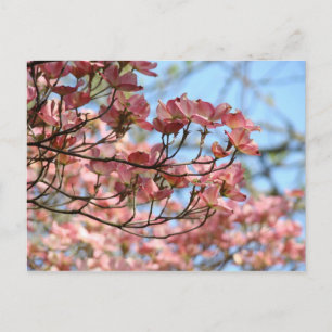 Pink Dogwood Tree Flowers Post card Flowering Tree