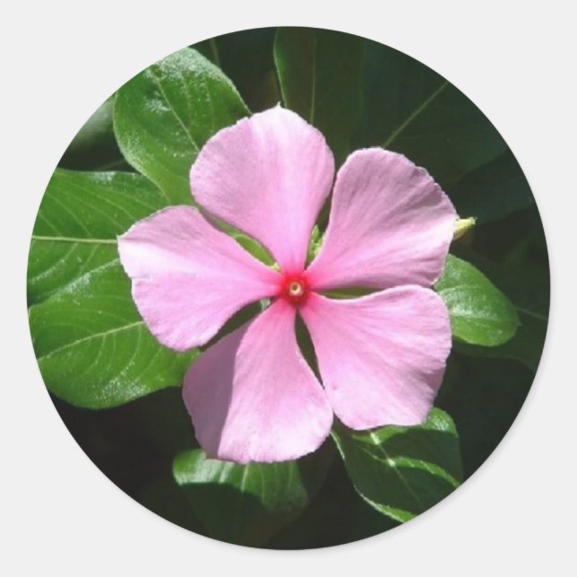 Pink Dot Classic Round Sticker (Front)