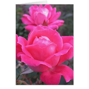 Pink Double - Roses