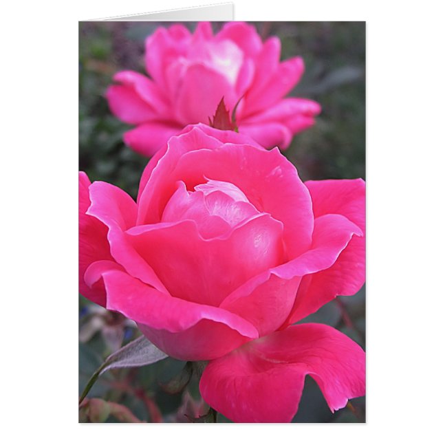 Pink Double - Roses (Front)