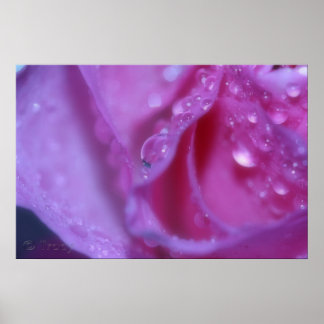 Pink Dream Poster