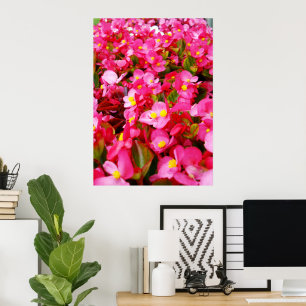 Pink Droplets Of Spring, Begonia, Poster