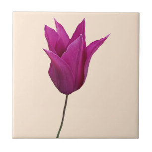 Pink Dutch tulip flower ceramic  Tile
