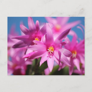 Pink Easter Cactus Flowers Holiday Postcard