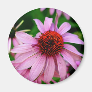 pink echinacea flower magnet