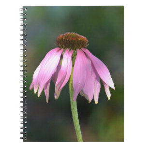 Pink Echinacea Flower Photography Notebook