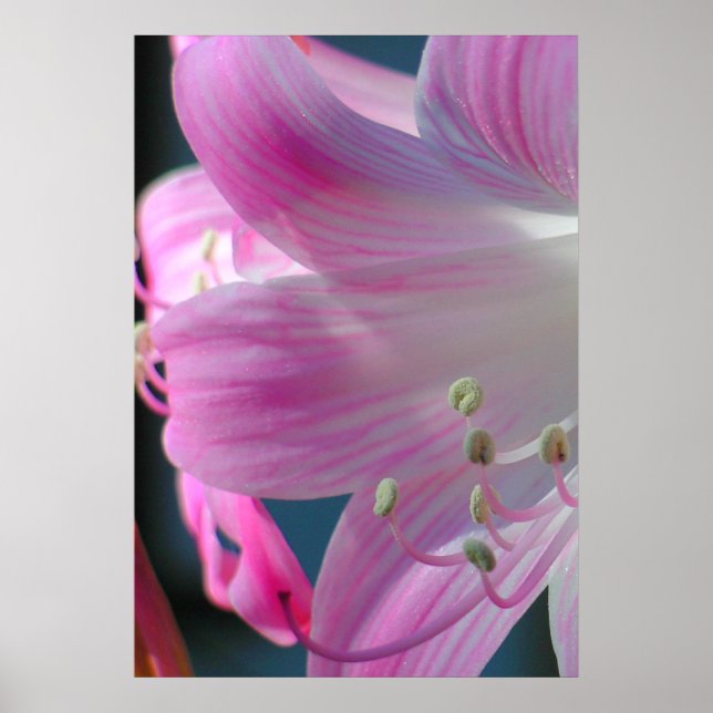 Pink Embrace Print (Front)