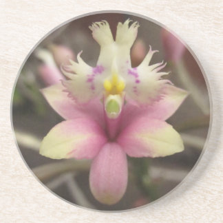 Pink Epidendrum Orchid Coaster
