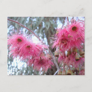 Pink Eucalyptus Flowers Postcard