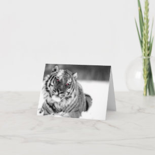 Pink Eyed Tiger Card