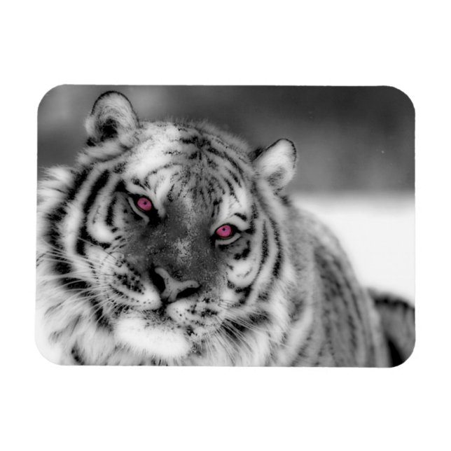 Pink Eyed Tiger Magnet (Horizontal)