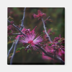 pink fairy duster magnet