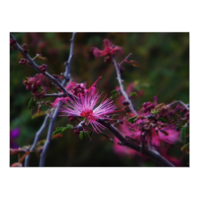 Pink fairy duster photo print (Front)