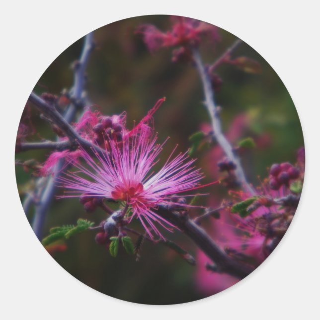 pink fairy duster sticker (Front)