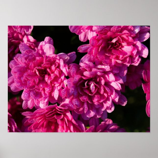Pink Fall Mums Poster (Front)