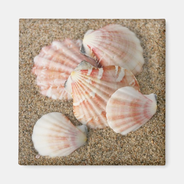 Pink Fan Shells Magnet (Front)