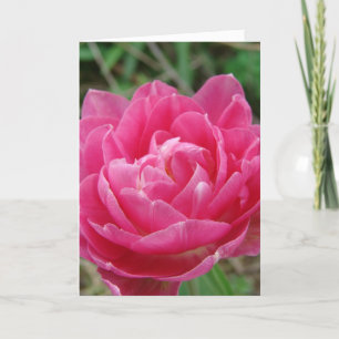 Pink Fancy Tulip, Mother's Day Card