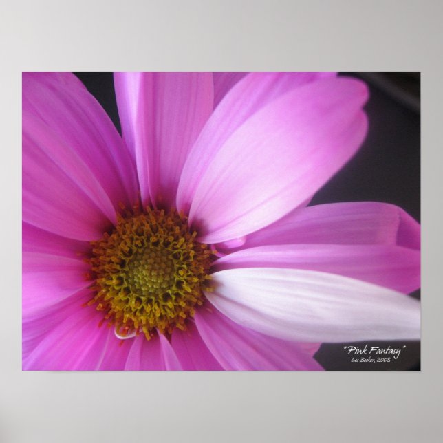 Pink Fantasy - Poster (Front)