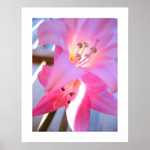 Pink February Poster