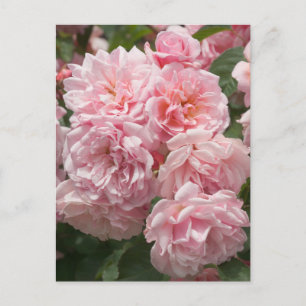 Pink Felicia Roses Postcard