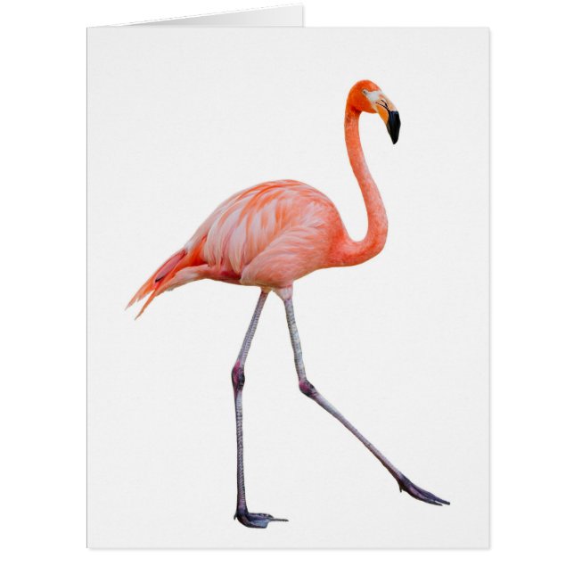 Pink Flamingo (Front)