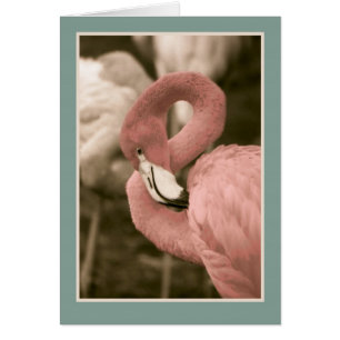 Pink Flamingo