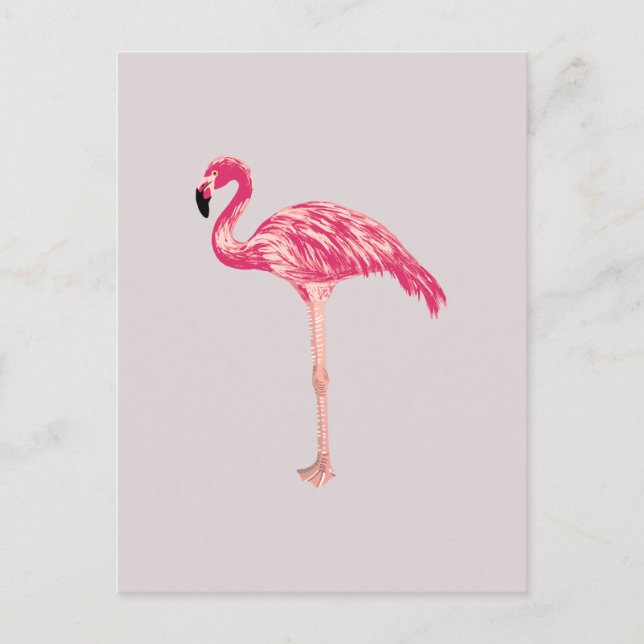 Pink Flamingo Bird Illustration Postcard (Front)