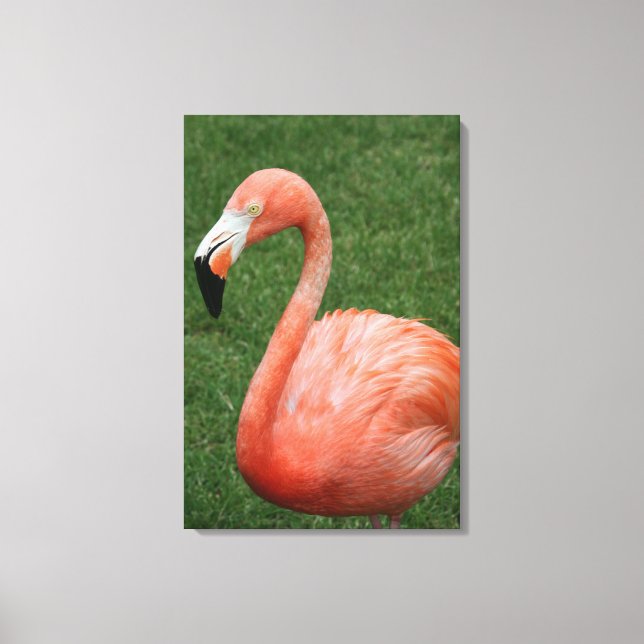Pink Flamingo Canvas Print (Front)