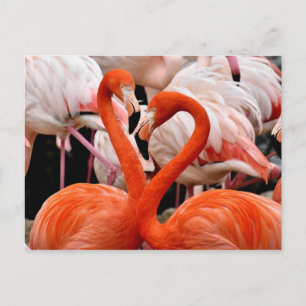 Pink Flamingo Flock Love Heart Valentine Bird Postcard