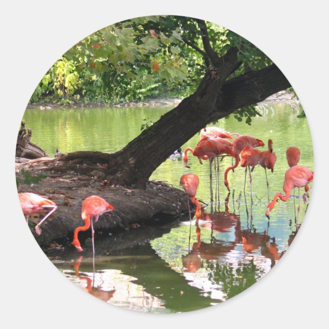 Pink Flamingo Flock Wildlife Photo Classic Round Sticker (Front)