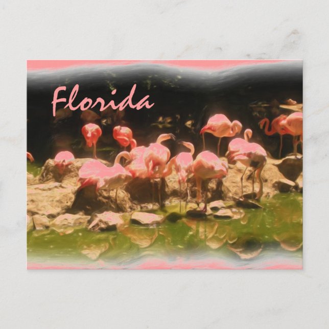 Pink flamingo Florida postcard (Front)